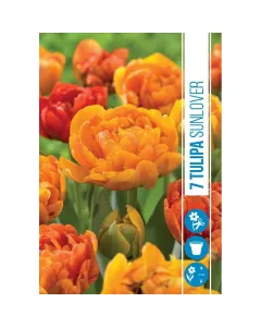 Tulipán (tulipa sunlover) – teltvirágú, élénk narancs árnyalat kettős virágzat, rózsa formájára emlékeztet hosszú szár, v�