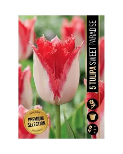 Tulipán virághagyma, Tulipa Sweet Paradise (5db/csomag) Tulipán (tulipa sweet paradise) – romantikus, kétszínű virág fehér és rózsaszín árnyalatú szirmokkal dekoratív, mutatós tav