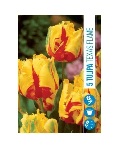 Tulipán (tulipa texas flame) – különleges tavaszi virághagyma lángnyelvszerű, piros-sárga szirmokkal középidőben virágzó, fe