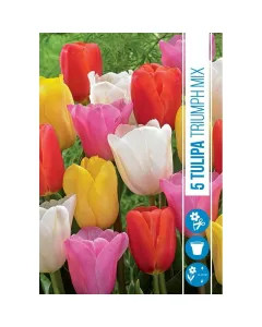 Tulipán (tulipa triumph mix) – klasszikus tavaszi hagymás virág gazdag színválaszték, elegáns formájú virágok közepes magass�