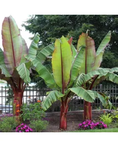 Vörös banán - 14cm cserépben (növény, ensete maurelli)
